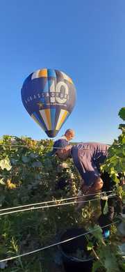 Les vendanges se terminent .....