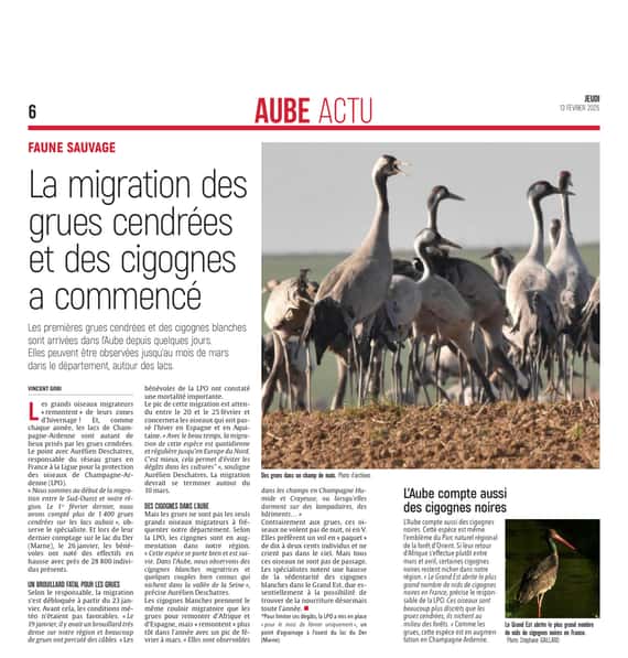 Migration : des grues cendrées et des cigognes dans l’Aube